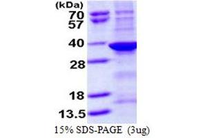 SDS-PAGE (SDS) image for Sulfatase Modifying Factor 1 (SUMF1) (AA 91-374) protein (His tag) (ABIN667612)