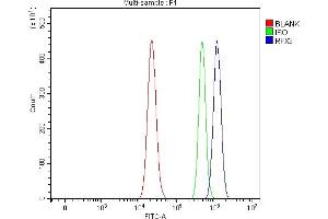 Flow Cytometry analysis of RT4 cells using anti-RFX3 antibody (ABIN7601095).