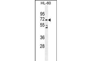 D Antibody (C-term) (ABIN655179 and ABIN2844796) western blot analysis in HL-60 cell line lysates (35 μg/lane). (DPP3 anticorps  (C-Term))