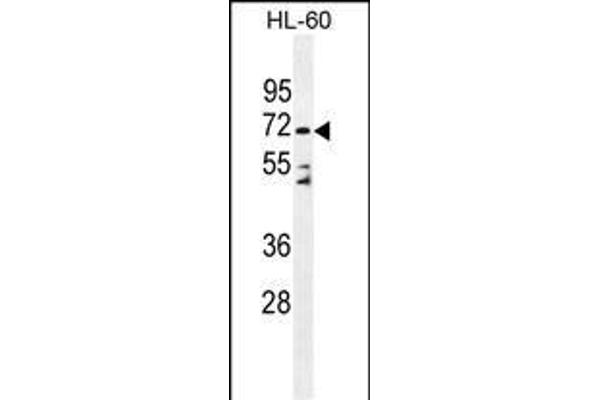 DPP3 antibody  (C-Term)