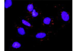 Proximity Ligation Analysis of protein-protein interactions between RPS6KA5 and EGF.