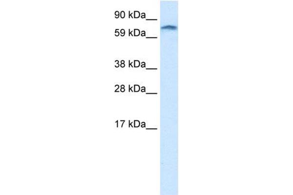 ZNF84 抗体  (C-Term)