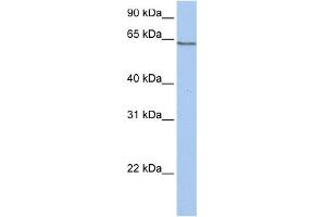 WB Suggested Anti-PCDHA4 Antibody Titration:  0. (PCDHA4 anticorps  (C-Term))