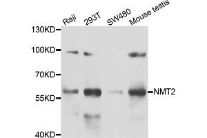 Western blot analysis of extracts of various cell lines, using NMT2 antibody (ABIN5974237) at 1/1000 dilution.