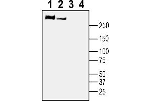 1-2. (PLXNB1 anticorps  (Extracellular, N-Term))
