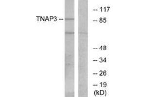 Western blot analysis of extracts from RAW264. (TNFAIP3 anticorps  (AA 321-370))