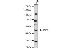 Western blot analysis of extracts of 293T cells, using B4G antibody (ABIN7271202) at 1:1000 dilution.