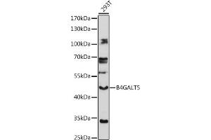 Western blot analysis of extracts of 293T cells, using B4G antibody (ABIN7271202) at 1:1000 dilution. (B4GALT5 anticorps  (AA 60-160))