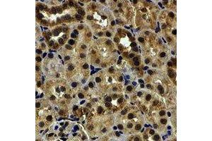 Immunohistochemical analysis of HCCR-1 staining in human kidney formalin fixed paraffin embedded tissue section. (LETMD1 anticorps)