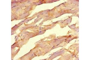 Immunohistochemistry of paraffin-embedded human skeletal muscle tissue using ABIN7162415 at dilution of 1:100 (NR1H2 anticorps  (AA 1-461))