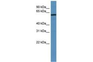Image no. 1 for anti-Melanoma Antigen Family D, 2 (MAGED2) (AA 67-116) antibody (ABIN6746701) (MAGED2 anticorps  (AA 67-116))