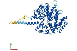 AlphaFold protein structure predicition of Mouse Recombinant Cdc45 Protein, UniprotID Q9Z1X9
