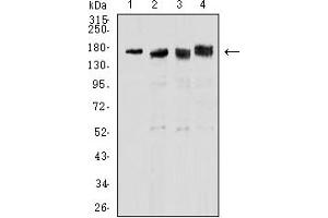 Western blot analysis using TOP2A mouse mAb against PC-12 (1), Hela (2), Jurkat (3), and K562 (4) cell lysate.