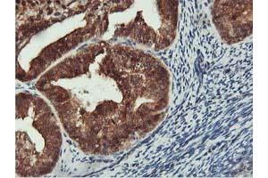 Image no. 1 for anti-CoA Synthase (COASY) antibody (ABIN1497556) (COASY anticorps)