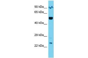 Host: Rabbit  Target Name: Orc2  Sample Tissue: Mouse Lung lysates  Antibody Dilution: 1.