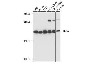 Western blot analysis of extracts of various cell lines using LMO2 Polyclonal Antibody at dilution of 1:3000.
