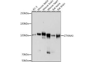 Western blot analysis of extracts of various cell lines, using CTNN antibody (ABIN7266135) at 1:1000 dilution. (CTNNA3 anticorps)