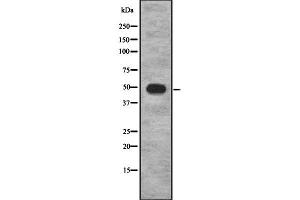 Western blot analysis of COX10 using HeLa whole cell lysates (COX10 anticorps  (Internal Region))
