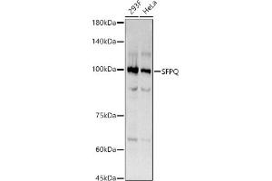 Western blot analysis of extracts of various cell lines, using SFPQ antibody (ABIN7270547) at 1:270 dilution. (SFPQ anticorps)