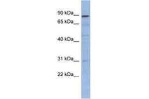 Image no. 1 for anti-Nuclear Factor of kappa Light Polypeptide Gene Enhancer in B-Cells Inhibitor-Like 1 (NFKBIL1) (N-Term) antibody (ABIN6742776) (NFKBIL1 anticorps  (N-Term))