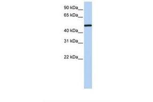 Image no. 1 for anti-Nuclear Receptor Subfamily 2, Group F, Member 1 (NR2F1) (AA 38-87) antibody (ABIN6738178)
