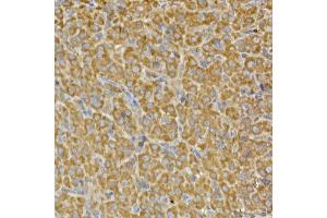 Immunohistochemistry of paraffin-embedded rat ovary using PRPS Rabbit pAb (ABIN7269365) at dilution of 1:100 (40x lens).