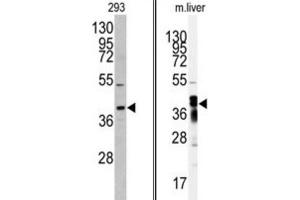 Western Blotting (WB) image for anti-Aflatoxin Beta1 Aldehyde Reductase (AKR7A2) antibody (ABIN3003031) (AKR7A2 anticorps)