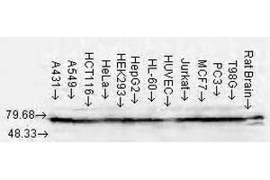 Western Blot analysis of Human Cell lysates showing detection of Hsp70 protein using Mouse Anti-Hsp70 Monoclonal Antibody, Clone N27 . (HSP70/HSC70 anticorps  (Atto 488))