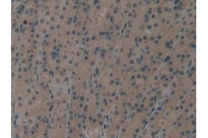 IHC-P analysis of Rat Stomach Tissue, with DAB staining. (EIF2AK2 anticorps  (AA 279-506))