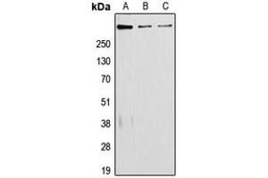 Western blot analysis of Laminin alpha 5 expression in JAR (A), A431 (B), RAW264. (Laminin alpha 5 anticorps  (Center))