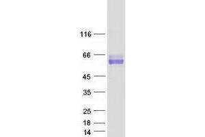 Validation with Western Blot (SYT1 Protein (Transcript Variant 2) (Myc-DYKDDDDK Tag))