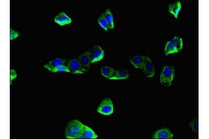 Immunofluorescent analysis of HepG2 cells using ABIN7148593 at dilution of 1:100 and Alexa Fluor 488-congugated AffiniPure Goat Anti-Rabbit IgG(H+L)