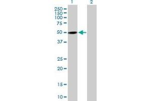 Western Blot analysis of PXK expression in transfected 293T cell line by PXK MaxPab polyclonal antibody.