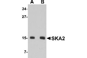 Western blot analysis of SKA2 in 3T3 cell lysate with SKA2 antibody at (A) 0. (FAM33A anticorps  (N-Term))