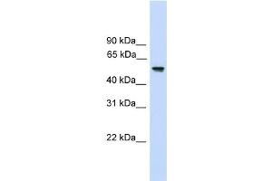 WB Suggested Anti-FZR1 Antibody Titration:  0. (FZR1 anticorps  (N-Term))