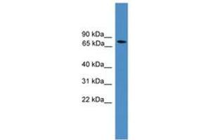 Image no. 1 for anti-Aryl Hydrocarbon Receptor Nuclear Translocator (ARNT) (AA 51-100) antibody (ABIN6745271) (ARNT anticorps  (AA 51-100))