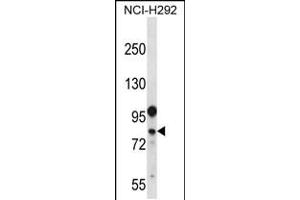 Western blot analysis in NCI-H292 cell line lysates (35ug/lane). (DDX3Y anticorps  (N-Term))