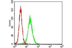 Flow cytometric analysis of Hela cells using CTNNBL1 mouse mAb (green) and negative control (red).