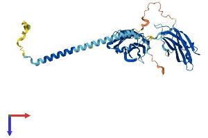 AlphaFold protein structure predicition of Human Recombinant SYT5 Protein, UniprotID O00445