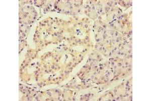 Immunohistochemistry of paraffin-embedded human pancreatic tissue using ABIN7142801 at dilution of 1:100 (RPL34 anticorps  (AA 2-117))