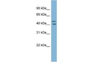 WB Suggested Anti-ZNF517 Antibody Titration:  0. (ZNF517 anticorps  (Middle Region))