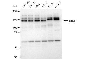 Western blotting analysis using CTCF antibody (ABIN7797950).