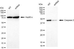 Western blotting analysis using Caspase 2 antibody (ABIN7797891).