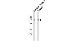 Western blot analysis of lysates from mouse small intestine, mouse testis tissue lysate (from left to right), using Klf4 Antibody (Center) (ABIN6243711 and ABIN6577901).