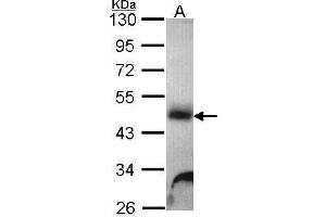WB Image Sample (30 ug of whole cell lysate) A: Hela 10% SDS PAGE Galactosidase alpha antibody antibody diluted at 1:1000 (GLA anticorps)