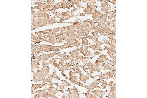 Immunohistochemical analysis of paraffin-embedded Human heart tissue using A performed on the Leica® BOND RXm. (COL5A1 anticorps  (N-Term))