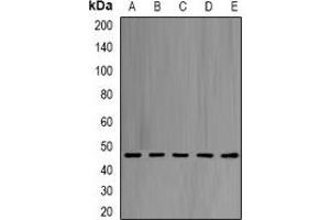 Western blot analysis of eIF4A1 expression in Hela (A), Jurkat (B), NIH3T3 (C), PC12 (D), mouse liver (E) whole cell lysates.