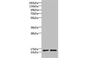 Western blot All lanes: RPP14 antibody at 6 μg/mL Lane 1: Hela whole cell lysate Lane 2: MCF-7 whole cell lysate Secondary Goat polyclonal to rabbit IgG at 1/10000 dilution Predicted band size: 14 kDa Observed band size: 14 kDa (RPP14 anticorps  (AA 2-124))