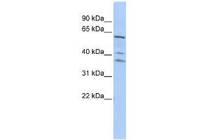 WB Suggested Anti-HRB Antibody Titration:  0. (AGFG1 anticorps  (Middle Region))