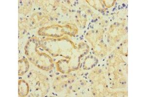 Immunohistochemistry of paraffin-embedded human kidney tissue using ABIN7173297 at dilution of 1:100 (TMEM95 anticorps  (AA 17-145))